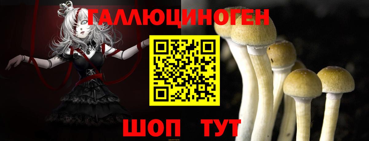 Галлюциногенные грибы Psilocybe Амурск